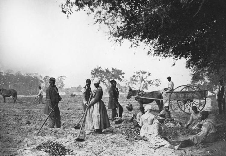 African American men and women hoe and plow the earth while others cut piles of sweet potatoes for planting at James Hopkinson's Plantation.