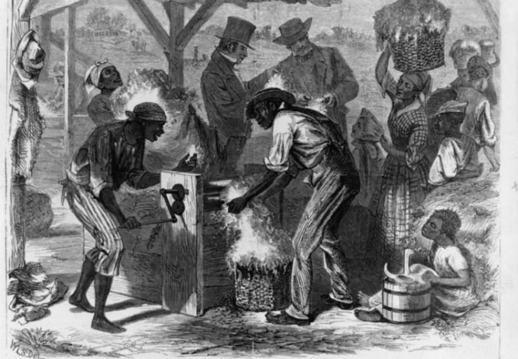 African American slaves using cotton gin, drawing by William L. Sheppard.